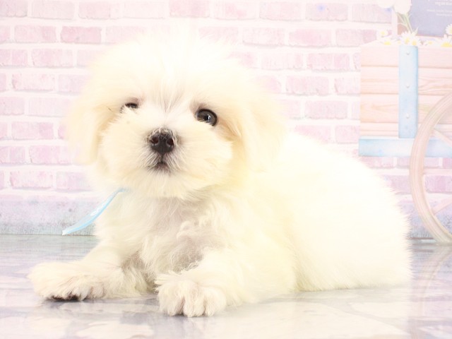 滋賀県のマルチーズ (Coo&RIKU東近江店/2026年7月31日生まれ/男の子/ホワイト)の子犬の3枚目の画像