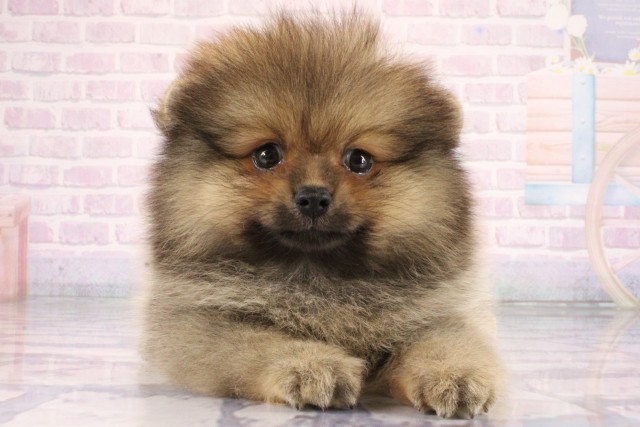 兵庫県のポメラニアン (Coo&RIKU神戸東灘店/2026年7月31日生まれ/男の子/ウルフセーブル)の子犬の1枚目の画像