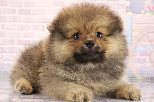 兵庫県のポメラニアン (Coo&RIKU神戸東灘店/2026年7月31日生まれ/男の子/ウルフセーブル)の子犬の2枚目の画像