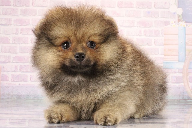 兵庫県のポメラニアン (Coo&RIKU神戸東灘店/2026年7月31日生まれ/男の子/ウルフセーブル)の子犬の3枚目の画像