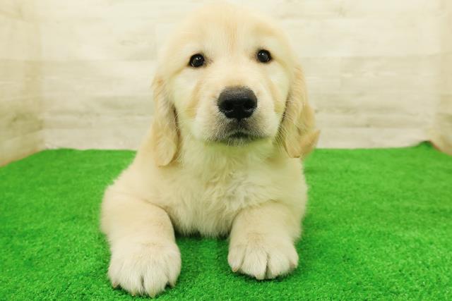 宮城県のゴールデンレトリバー (Coo&RIKU仙台太白店/2026年8月1日生まれ/男の子/ゴールド)の子犬の1枚目の画像