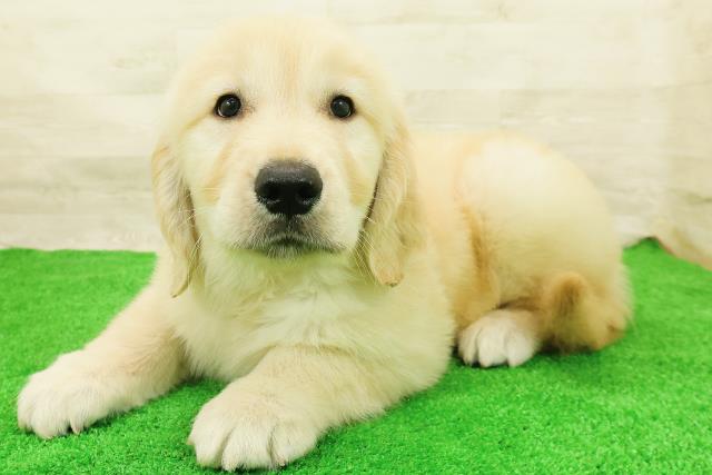 宮城県のゴールデンレトリバー (Coo&RIKU仙台太白店/2026年8月1日生まれ/男の子/ゴールド)の子犬の2枚目の画像