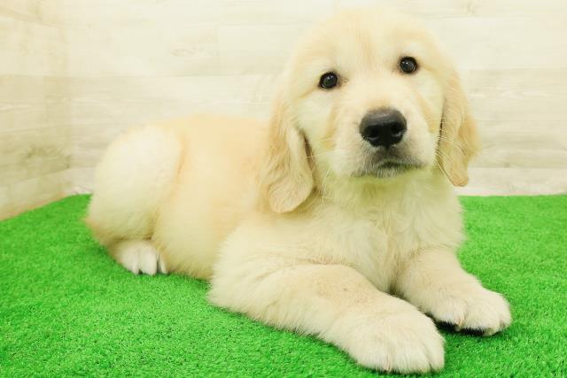 宮城県のゴールデンレトリバー (Coo&RIKU仙台太白店/2026年8月1日生まれ/男の子/ゴールド)の子犬の3枚目の画像