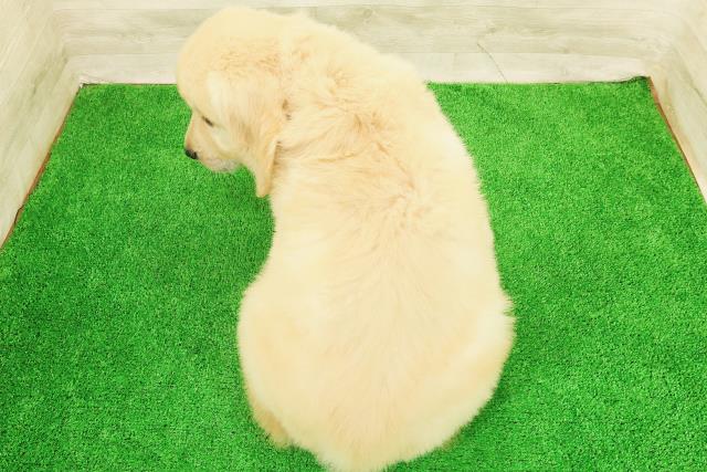 宮城県のゴールデンレトリバー (Coo&RIKU仙台太白店/2026年8月1日生まれ/男の子/ゴールド)の子犬の4枚目の画像