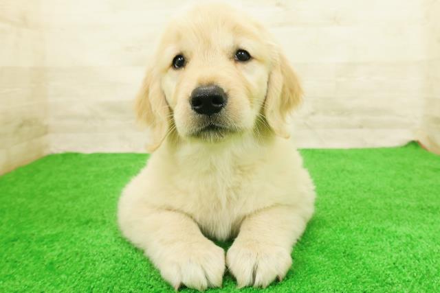神奈川県のゴールデンレトリバー (Coo&RIKU横浜旭店/2026年8月1日生まれ/女の子/ゴールド)の子犬の1枚目の画像