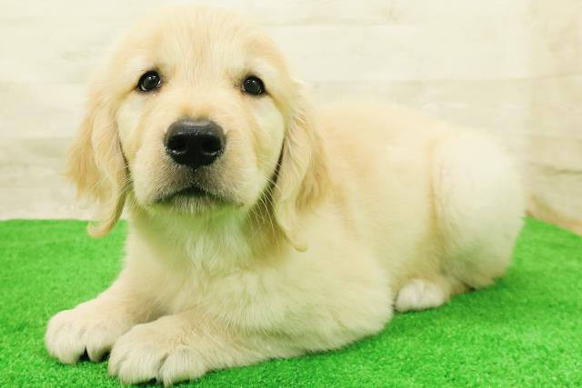 神奈川県のゴールデンレトリバー (Coo&RIKU横浜旭店/2026年8月1日生まれ/女の子/ゴールド)の子犬の2枚目の画像