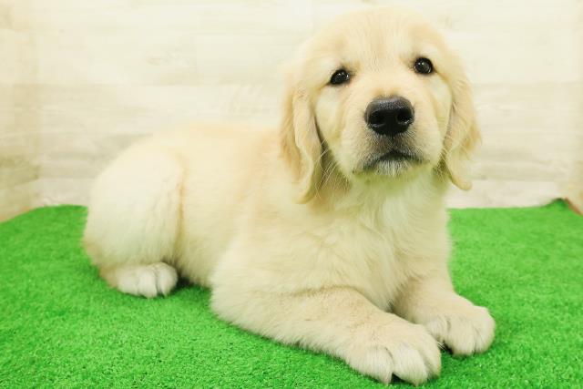 神奈川県のゴールデンレトリバー (Coo&RIKU横浜旭店/2026年8月1日生まれ/女の子/ゴールド)の子犬の3枚目の画像