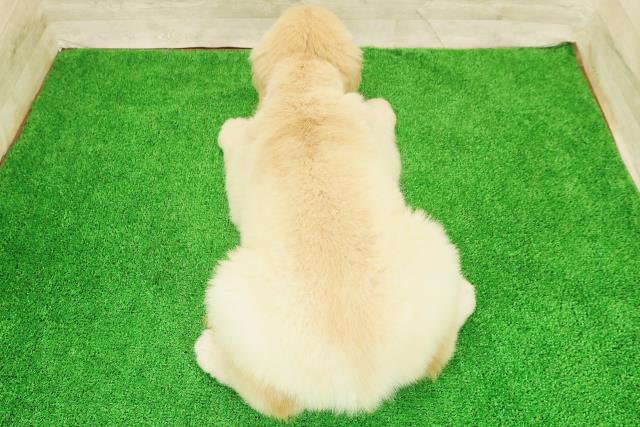 神奈川県のゴールデンレトリバー (Coo&RIKU横浜旭店/2026年8月1日生まれ/女の子/ゴールド)の子犬の4枚目の画像