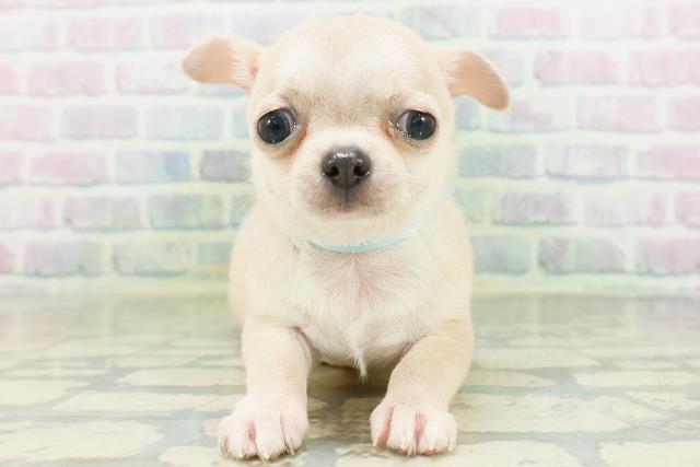 神奈川県のチワワ(スムース) (Coo&RIKU横浜旭店/2026年8月1日生まれ/男の子/フォーン)の子犬の1枚目の画像
