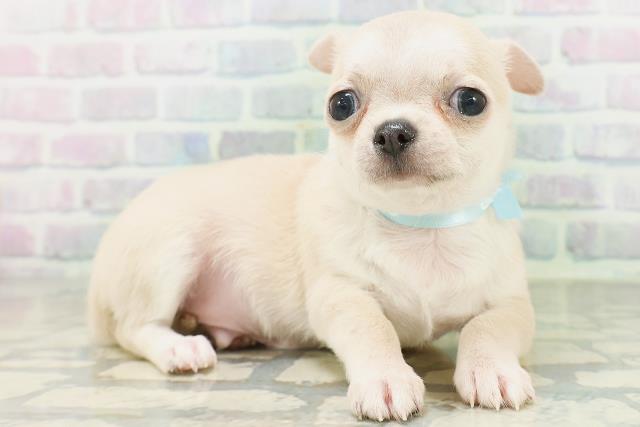 神奈川県のチワワ(スムース) (Coo&RIKU横浜旭店/2026年8月1日生まれ/男の子/フォーン)の子犬の3枚目の画像