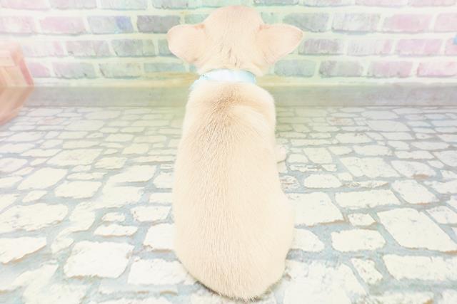 神奈川県のチワワ(スムース) (Coo&RIKU横浜旭店/2026年8月1日生まれ/男の子/フォーン)の子犬の4枚目の画像