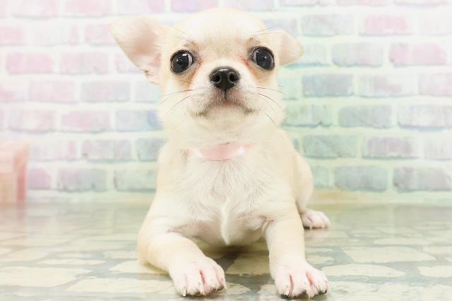 福島県のチワワ(スムース) (Coo&RIKU郡山店/2026年8月1日生まれ/女の子/フォーン)の子犬の1枚目の画像