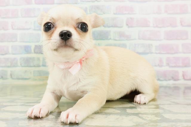 福島県のチワワ(スムース) (Coo&RIKU郡山店/2026年8月1日生まれ/女の子/フォーン)の子犬の2枚目の画像