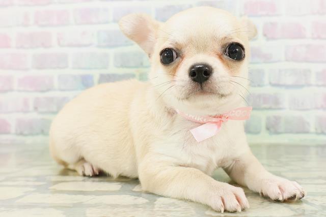 福島県のチワワ(スムース) (Coo&RIKU郡山店/2026年8月1日生まれ/女の子/フォーン)の子犬の3枚目の画像