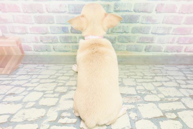 福島県のチワワ(スムース) (Coo&RIKU郡山店/2026年8月1日生まれ/女の子/フォーン)の子犬の4枚目の画像