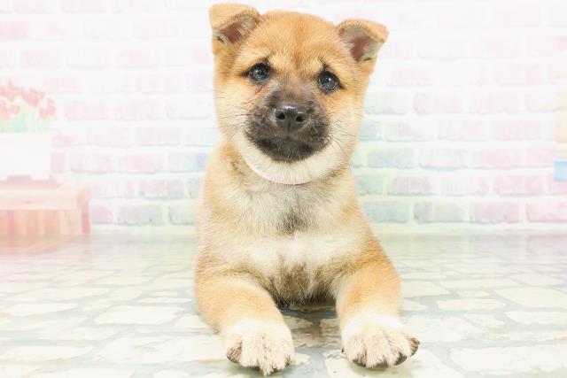 柴犬