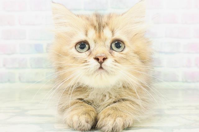 新潟県のミヌエット (Coo&RIKU新潟東店/2026年7月4日生まれ/男の子/ブラウンタビー)の子猫の1枚目の画像