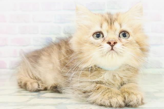 新潟県のミヌエット (Coo&RIKU新潟東店/2026年7月4日生まれ/男の子/ブラウンタビー)の子猫の3枚目の画像