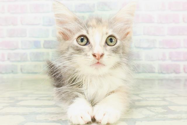 ノルウェージャン・フォレストキャット