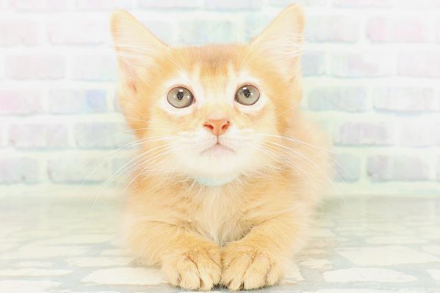 東京都のソマリ (Coo&RIKU広尾店/2026年7月26日生まれ/男の子/レッド)の子猫の1枚目の画像