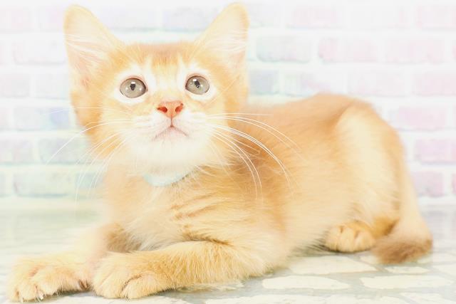 東京都のソマリ (Coo&RIKU広尾店/2026年7月26日生まれ/男の子/レッド)の子猫の2枚目の画像
