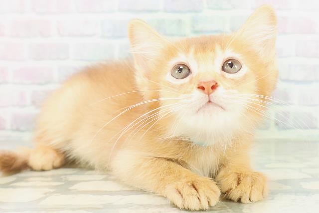 東京都のソマリ (Coo&RIKU広尾店/2026年7月26日生まれ/男の子/レッド)の子猫の3枚目の画像