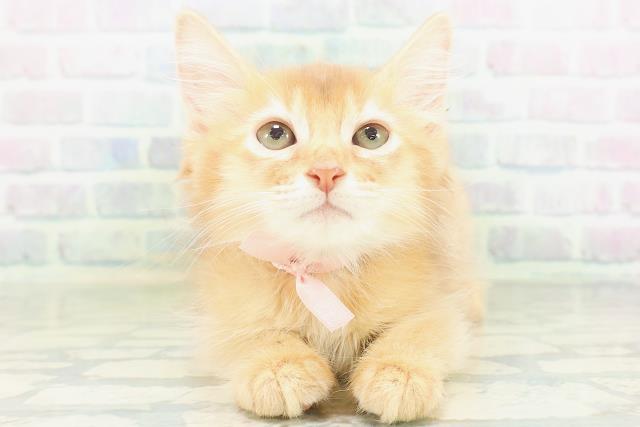 東京都のソマリ (Coo&RIKU中野サンモール店/2026年7月26日生まれ/女の子/レッド)の子猫の1枚目の画像