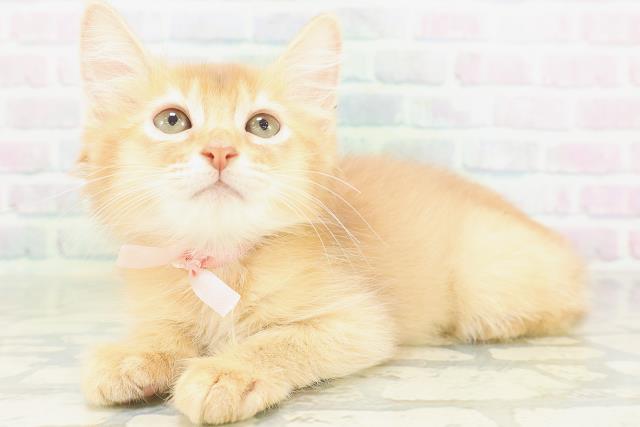 東京都のソマリ (Coo&RIKU中野サンモール店/2026年7月26日生まれ/女の子/レッド)の子猫の2枚目の画像