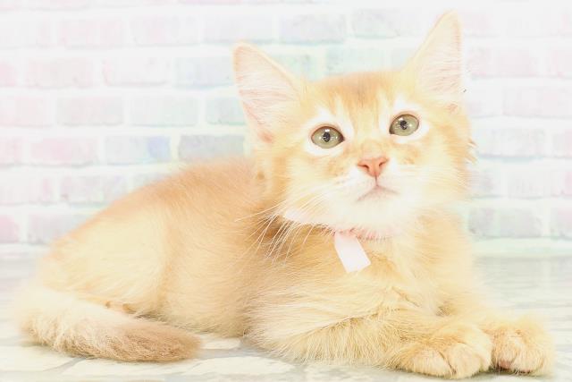 東京都のソマリ (Coo&RIKU中野サンモール店/2026年7月26日生まれ/女の子/レッド)の子猫の3枚目の画像