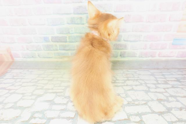 東京都のソマリ (Coo&RIKU中野サンモール店/2026年7月26日生まれ/女の子/レッド)の子猫の4枚目の画像