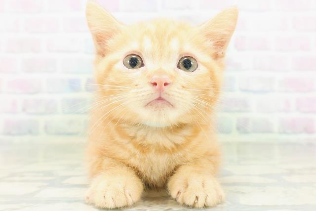 長野県のアメリカンカール (Coo&RIKU長野店/2026年7月28日生まれ/男の子/レッドタビー)の子猫の1枚目の画像