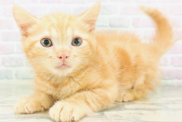 長野県のアメリカンカール (Coo&RIKU長野店/2026年7月28日生まれ/男の子/レッドタビー)の子猫の2枚目の画像