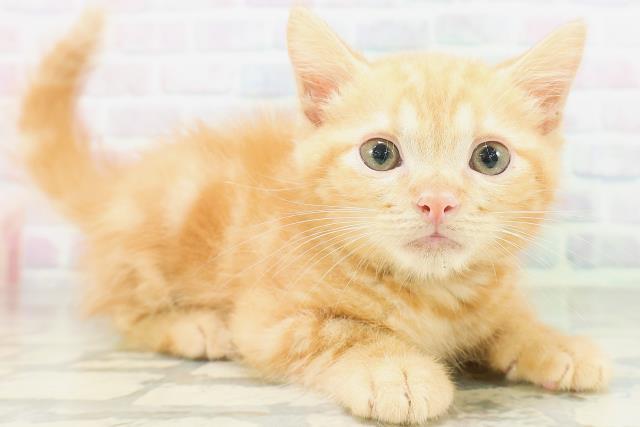 長野県のアメリカンカール (Coo&RIKU長野店/2026年7月28日生まれ/男の子/レッドタビー)の子猫の3枚目の画像
