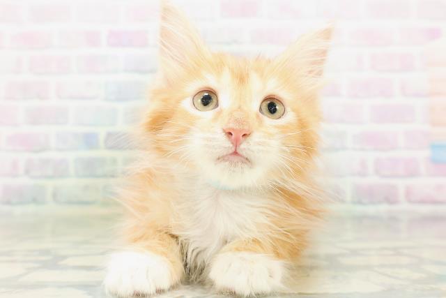 北海道のメインクーン (Coo&RIKU札幌西店/2026年7月16日生まれ/男の子/レッドタビーホワイト)の子猫の1枚目の画像