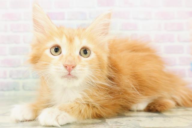 北海道のメインクーン (Coo&RIKU札幌西店/2026年7月16日生まれ/男の子/レッドタビーホワイト)の子猫の2枚目の画像