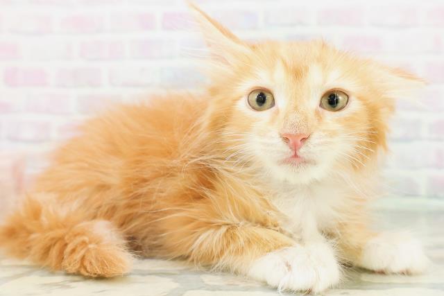 北海道のメインクーン (Coo&RIKU札幌西店/2026年7月16日生まれ/男の子/レッドタビーホワイト)の子猫の3枚目の画像