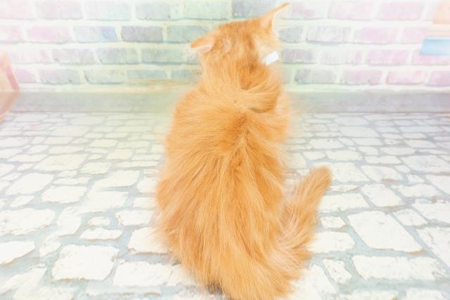 北海道のメインクーン (Coo&RIKU札幌西店/2026年7月16日生まれ/男の子/レッドタビーホワイト)の子猫の4枚目の画像