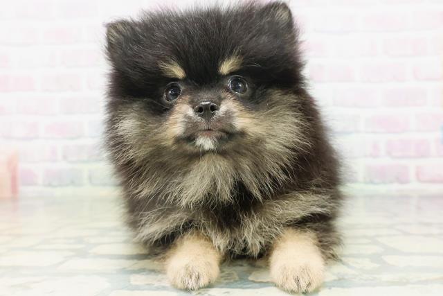 石川県のポメラニアン (Coo&RIKU金沢店/2026年7月30日生まれ/男の子/ブラックタン)の子犬の1枚目の画像