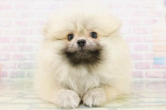 北海道のポメラニアン (Coo&RIKU札幌西店/2026年7月31日生まれ/男の子/ウルフセーブル)の子犬の1枚目の画像