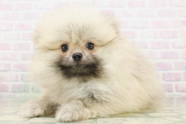 北海道のポメラニアン (Coo&RIKU札幌西店/2026年7月31日生まれ/男の子/ウルフセーブル)の子犬の2枚目の画像