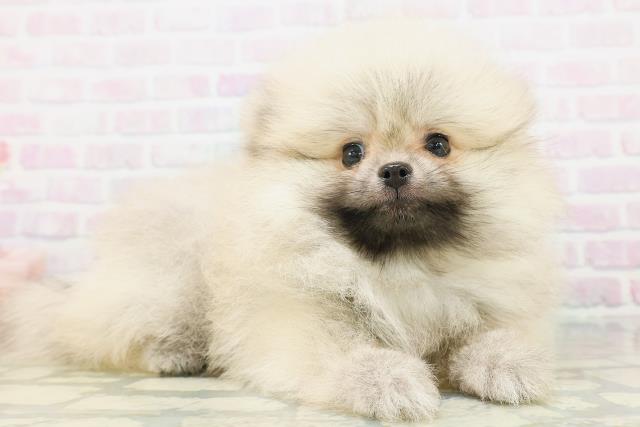 北海道のポメラニアン (Coo&RIKU札幌西店/2026年7月31日生まれ/男の子/ウルフセーブル)の子犬の3枚目の画像