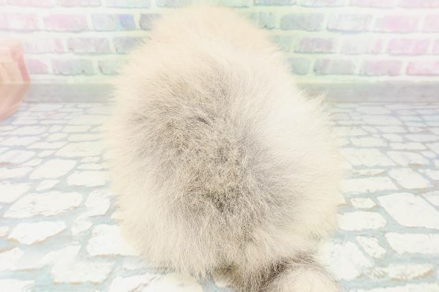 北海道のポメラニアン (Coo&RIKU札幌西店/2026年7月31日生まれ/男の子/ウルフセーブル)の子犬の4枚目の画像