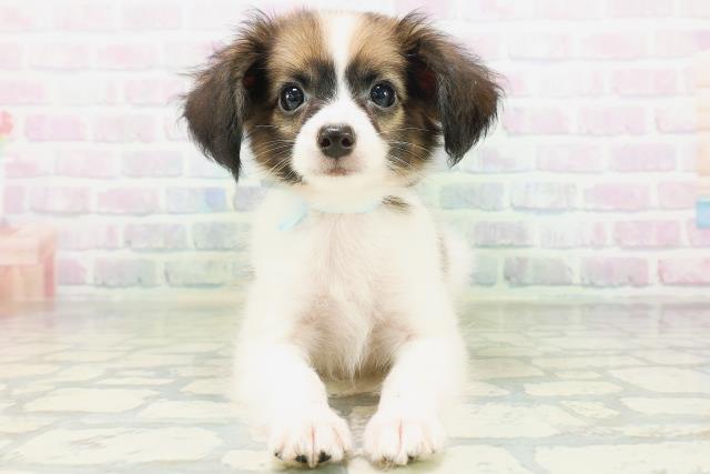 新潟県のパピヨン (Coo&RIKU長岡店/2026年8月1日生まれ/男の子/ホワイトブラウン)の子犬の1枚目の画像