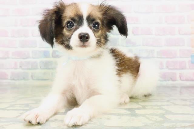 新潟県のパピヨン (Coo&RIKU長岡店/2026年8月1日生まれ/男の子/ホワイトブラウン)の子犬の2枚目の画像