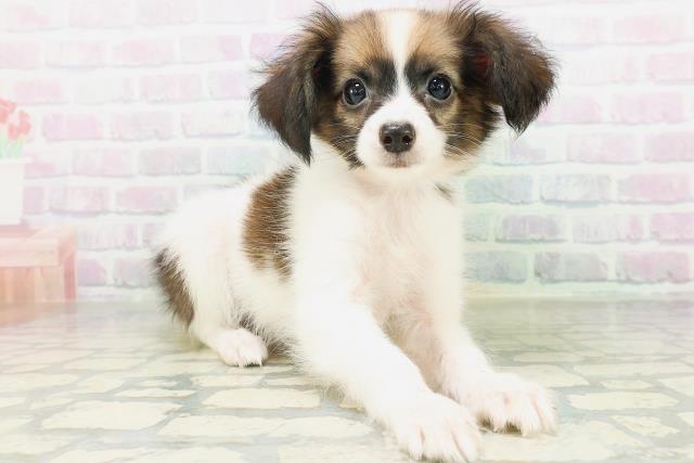 新潟県のパピヨン (Coo&RIKU長岡店/2026年8月1日生まれ/男の子/ホワイトブラウン)の子犬の3枚目の画像