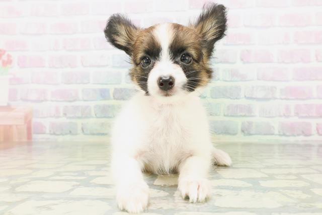 福井県のパピヨン (Coo&RIKU福井店/2026年8月1日生まれ/女の子/ホワイトブラウン)の子犬の1枚目の画像