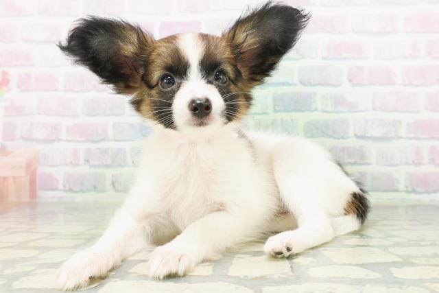 福井県のパピヨン (Coo&RIKU福井店/2026年8月1日生まれ/女の子/ホワイトブラウン)の子犬の2枚目の画像