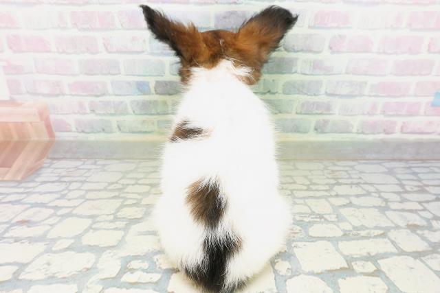 福井県のパピヨン (Coo&RIKU福井店/2026年8月1日生まれ/女の子/ホワイトブラウン)の子犬の4枚目の画像