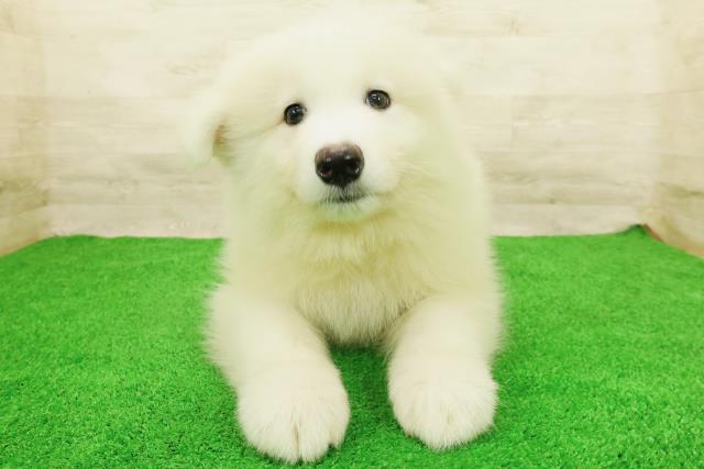 福井県のサモエド (Coo&RIKU福井店/2026年7月26日生まれ/男の子/ホワイト)の子犬の1枚目の画像