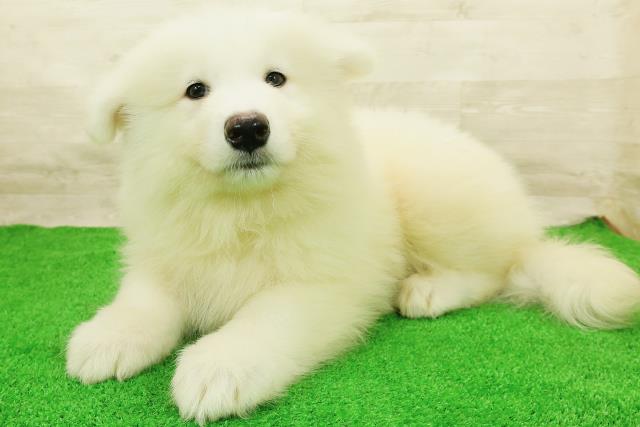 福井県のサモエド (Coo&RIKU福井店/2026年7月26日生まれ/男の子/ホワイト)の子犬の2枚目の画像